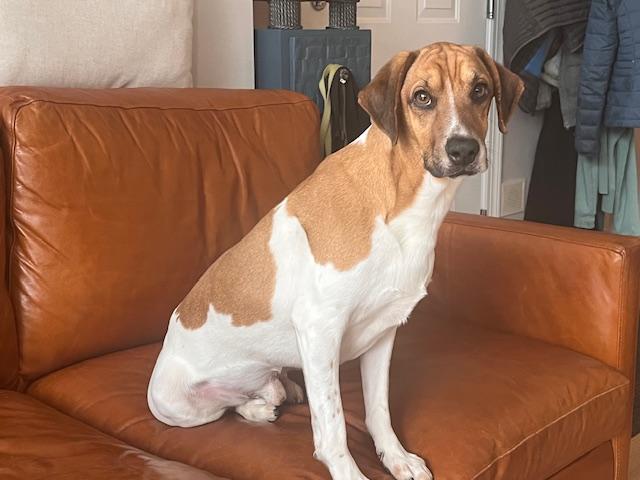 Enlarge Willoughby, a ADOPTABLE mixed breed in Aurora, IL image 2/3