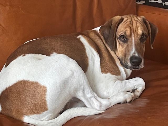 Enlarge Willoughby, a ADOPTABLE mixed breed in Aurora, IL image 3/3