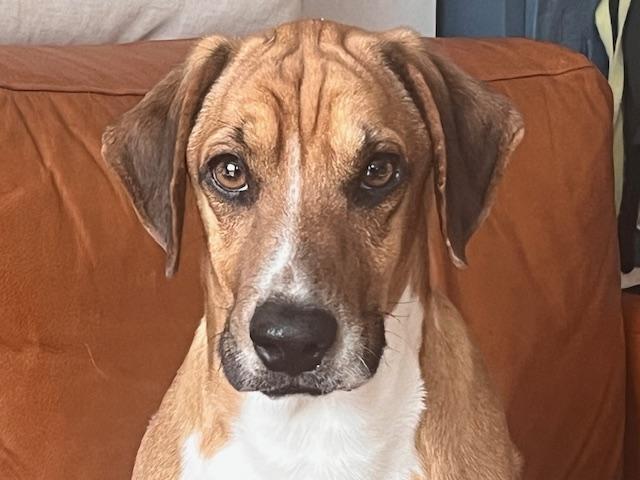 Enlarge Willoughby, a ADOPTABLE mixed breed in Aurora, IL image 1/3