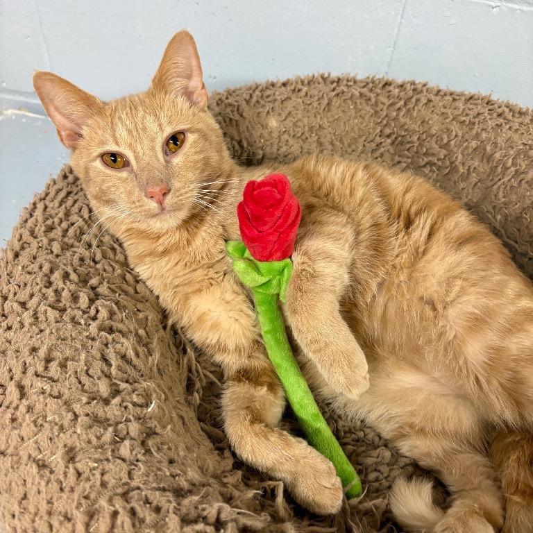 Secret Agent Whiskers, Adoptable, Adult Male Domestic Short Hair.