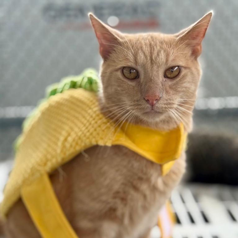 Enlarge Secret Agent Whiskers, a Adoptable Domestic Short Hair in Fort Lauderdale, FL image 2/4