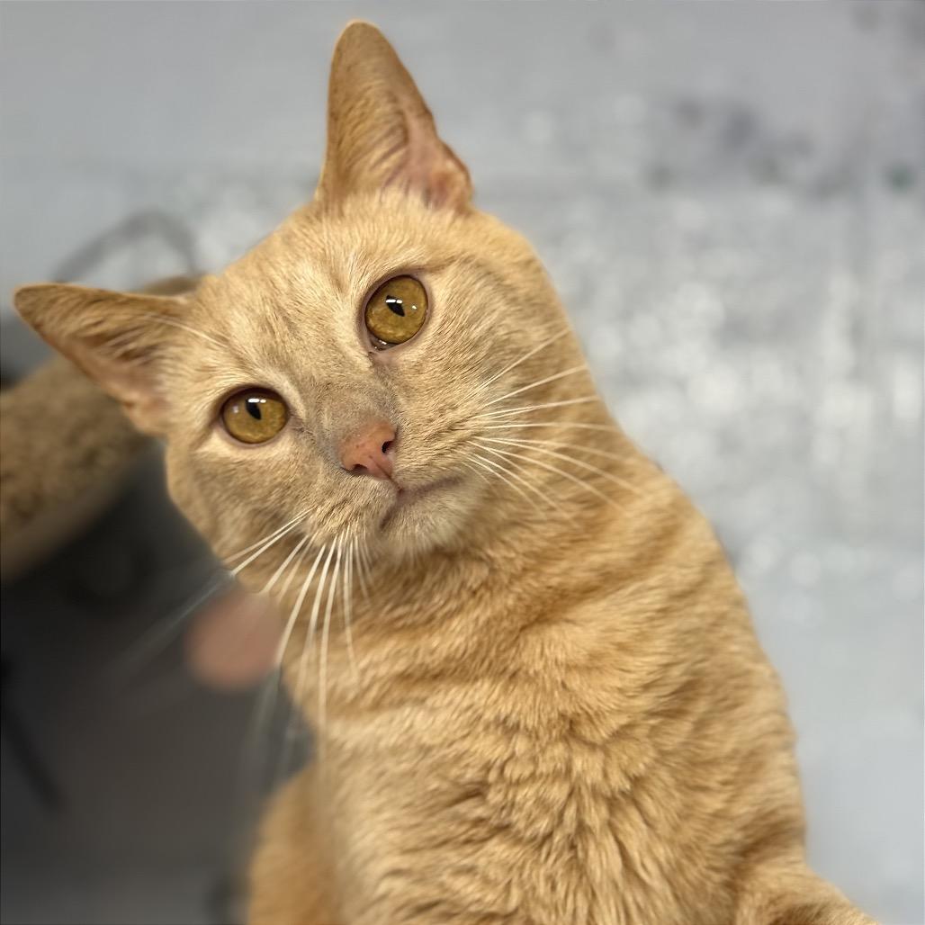 Enlarge Secret Agent Whiskers, a Adoptable Domestic Short Hair in Fort Lauderdale, FL image 3/5