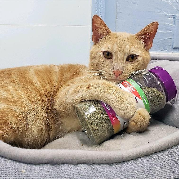Secret Agent Whiskers, a Adoptable Domestic Short Hair in Fort Lauderdale, FL image 4/6