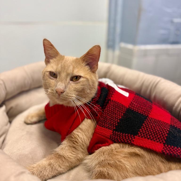 Enlarge Secret Agent Whiskers, a Adoptable Domestic Short Hair in Fort Lauderdale, FL image 3/4