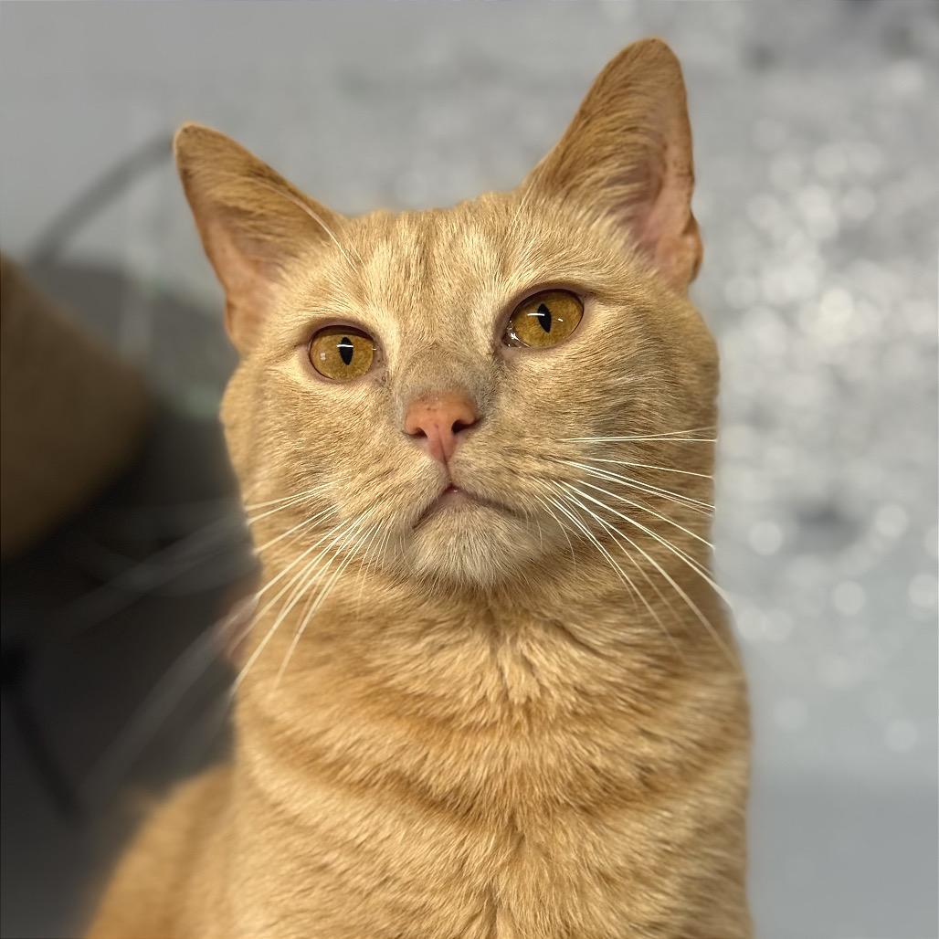 Enlarge Secret Agent Whiskers, a Adoptable Domestic Short Hair in Fort Lauderdale, FL image 4/5