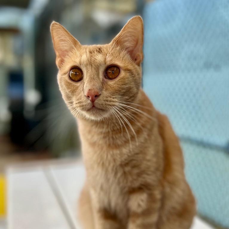 Enlarge Secret Agent Whiskers, a Adoptable Domestic Short Hair in Fort Lauderdale, FL image 4/4