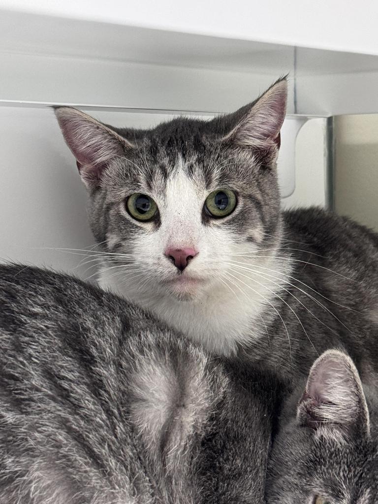 Enlarge Camell, a Adoptable mixed breed in Saint Paul, MN image 1/1