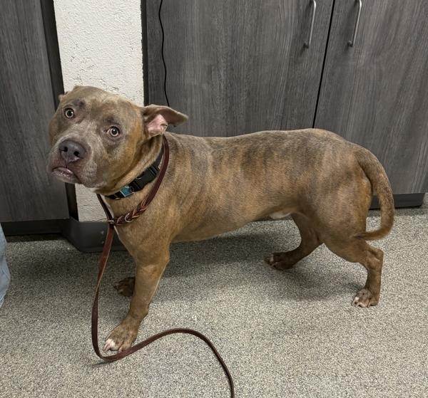 Riko, Adoptable, Young Male Pit Bull Terrier.