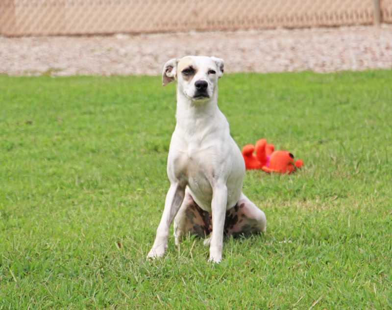 Zedra, a Adoptable mixed breed in Savannah, TN image 1/6