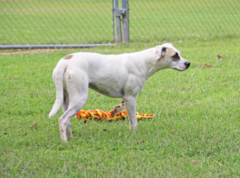Zedra, a Adoptable mixed breed in Savannah, TN image 2/6
