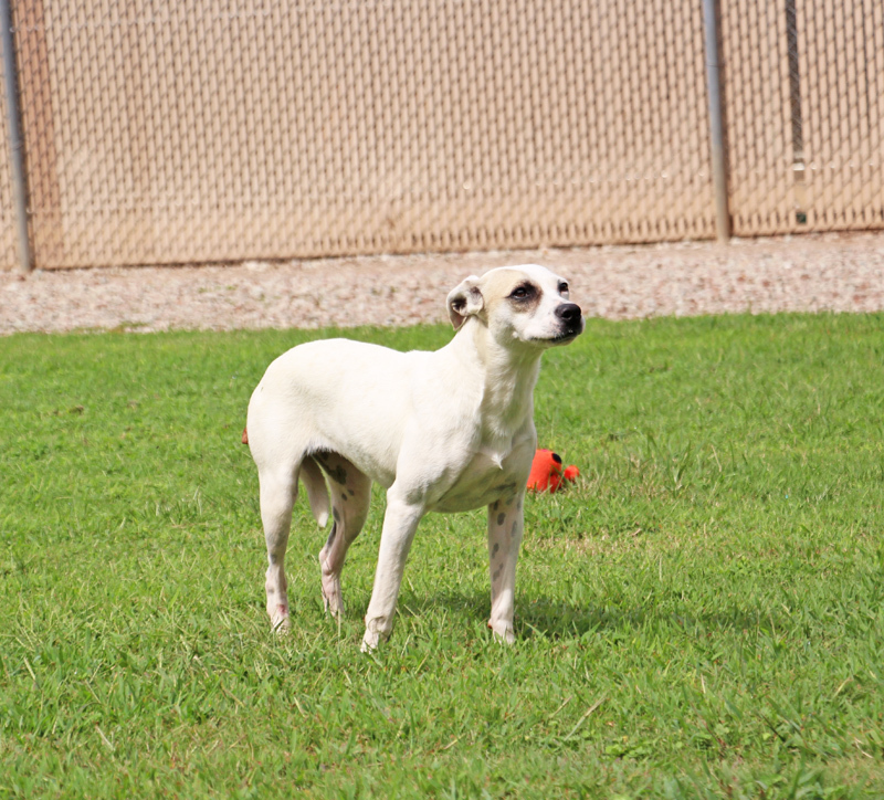 Zedra, a Adoptable mixed breed in Savannah, TN image 3/6