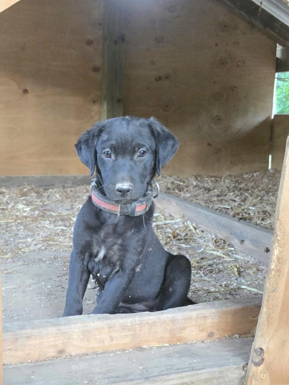 Enlarge JJ, a Adoptable mixed breed in Kannapolis, NC image 1/4