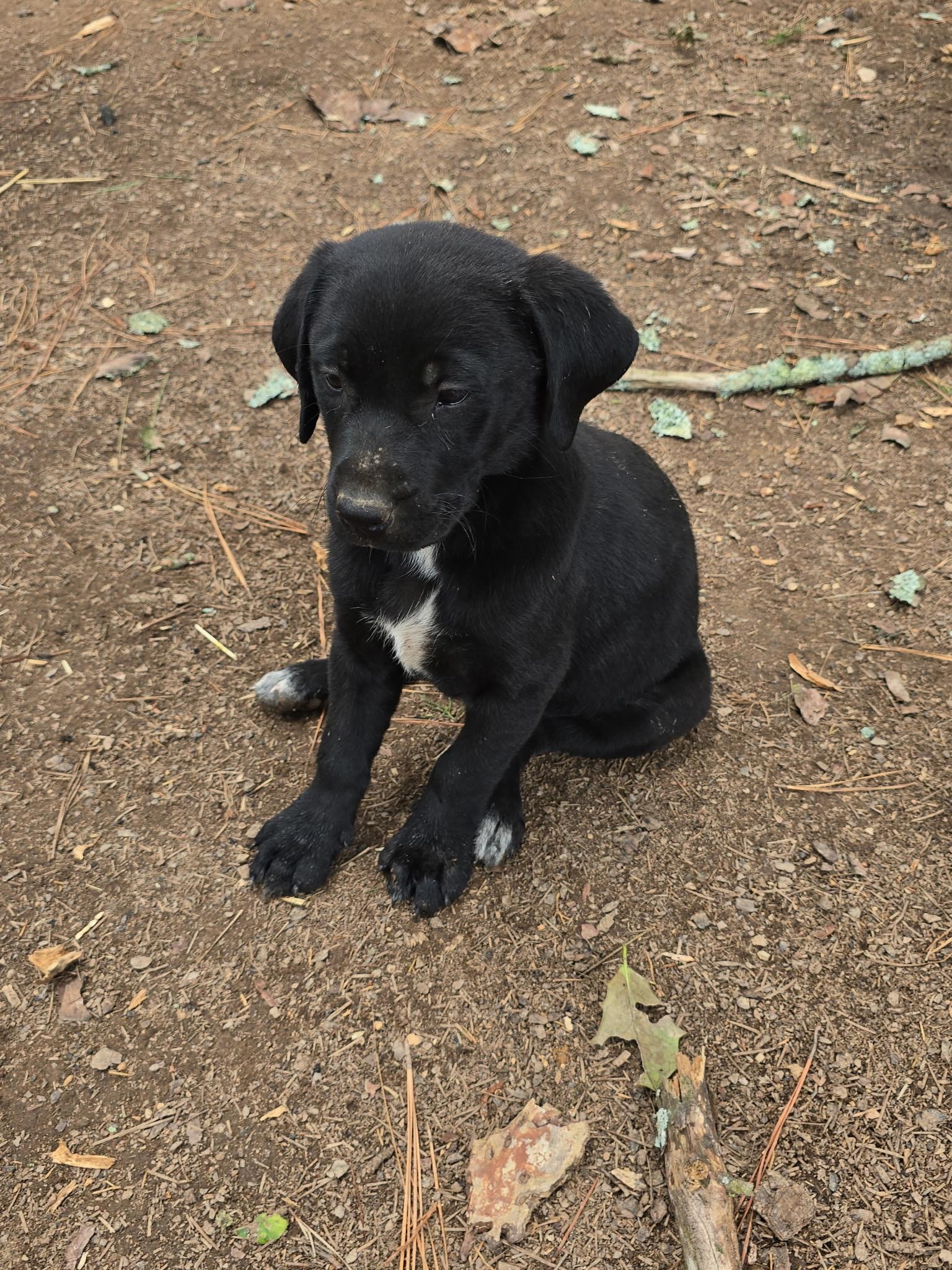 Enlarge JJ, a Adoptable mixed breed in Kannapolis, NC image 4/4
