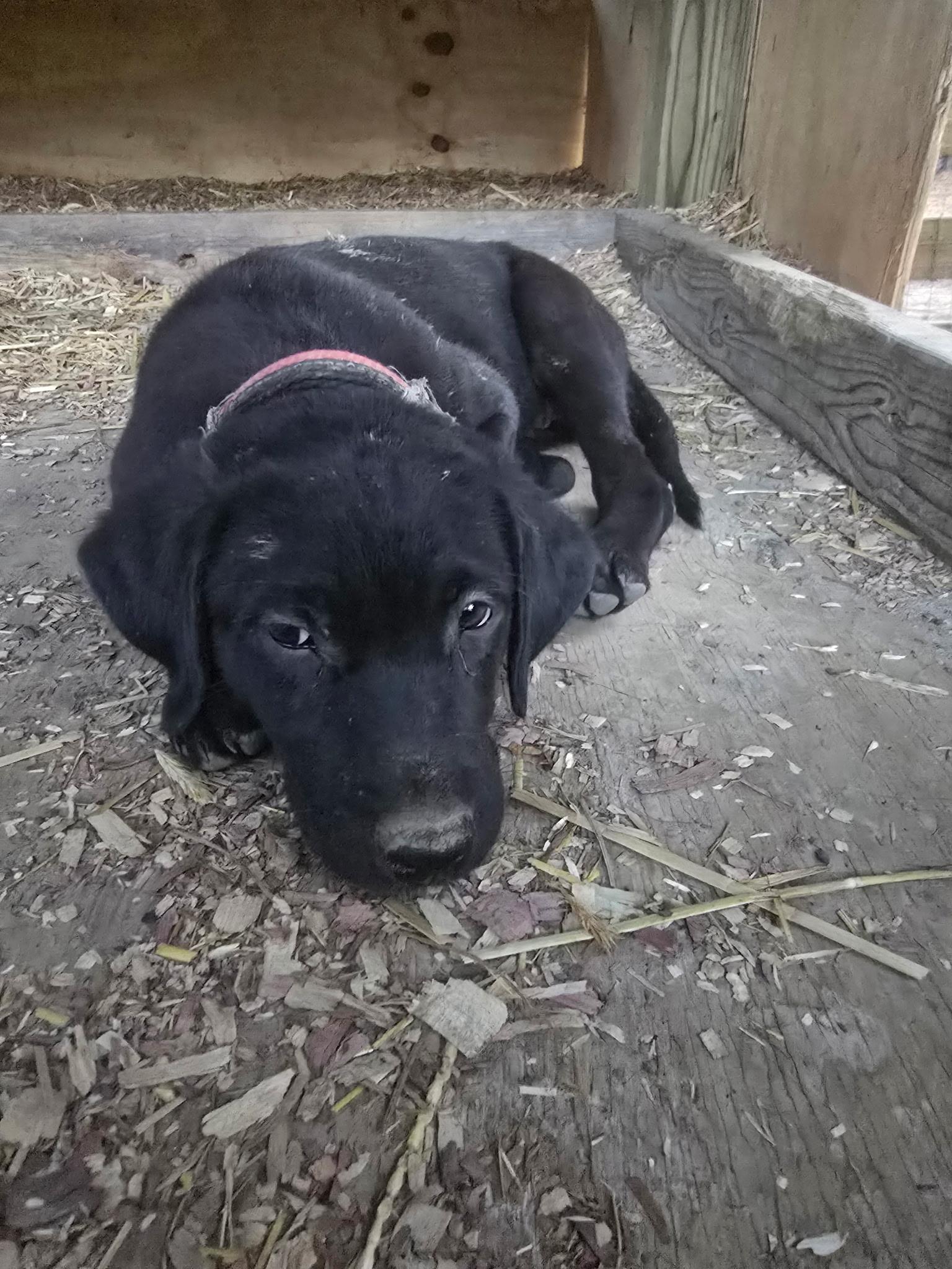 Enlarge JJ, a Adoptable mixed breed in Kannapolis, NC image 3/4