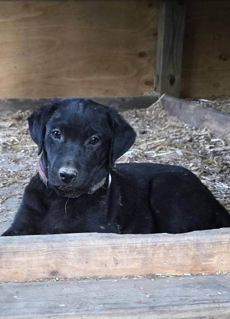 Enlarge JJ, a Adoptable mixed breed in Kannapolis, NC image 2/4