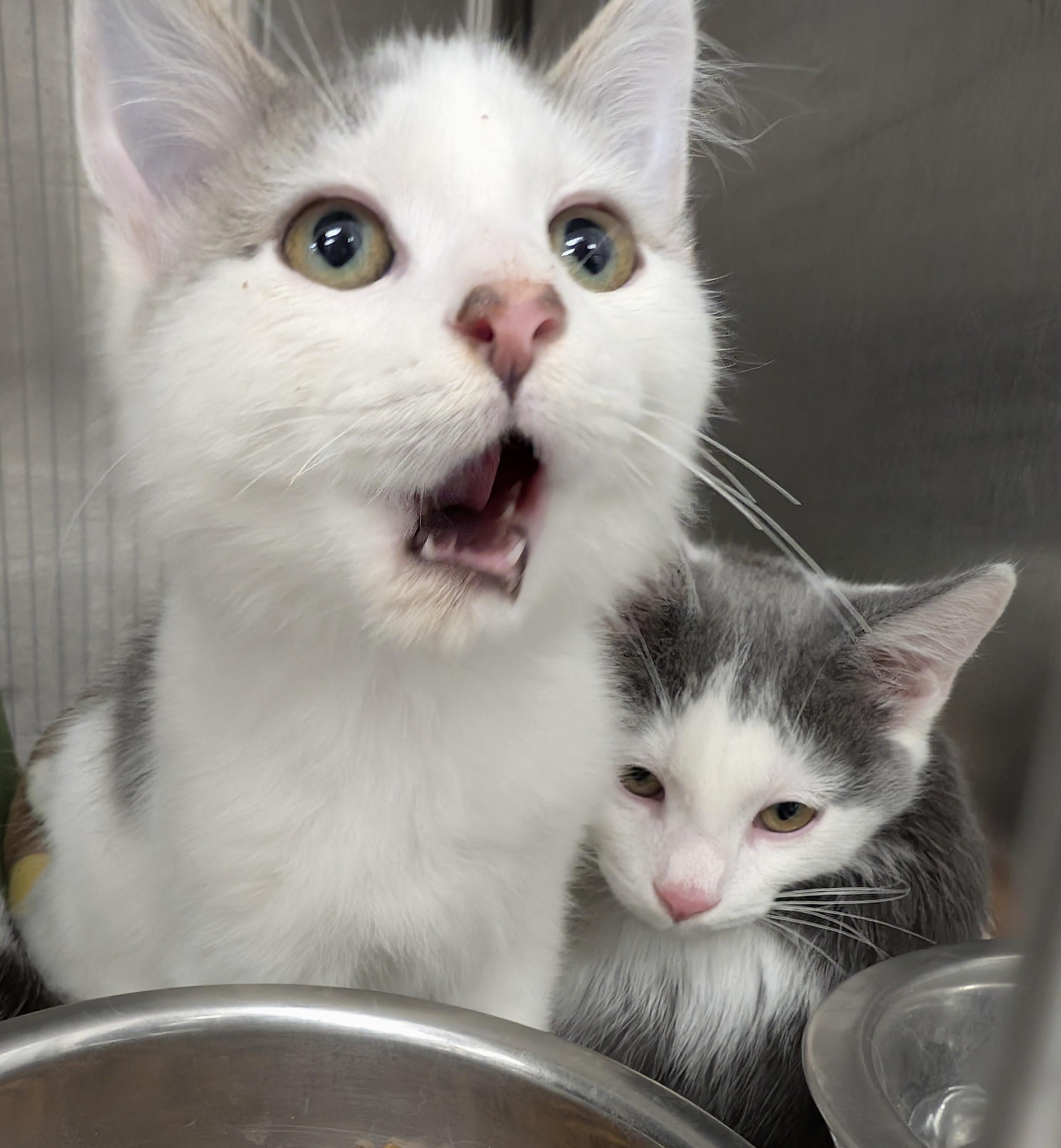 Mortgage Bill, a Adopted Domestic Medium Hair in Madison, WI image 2/5