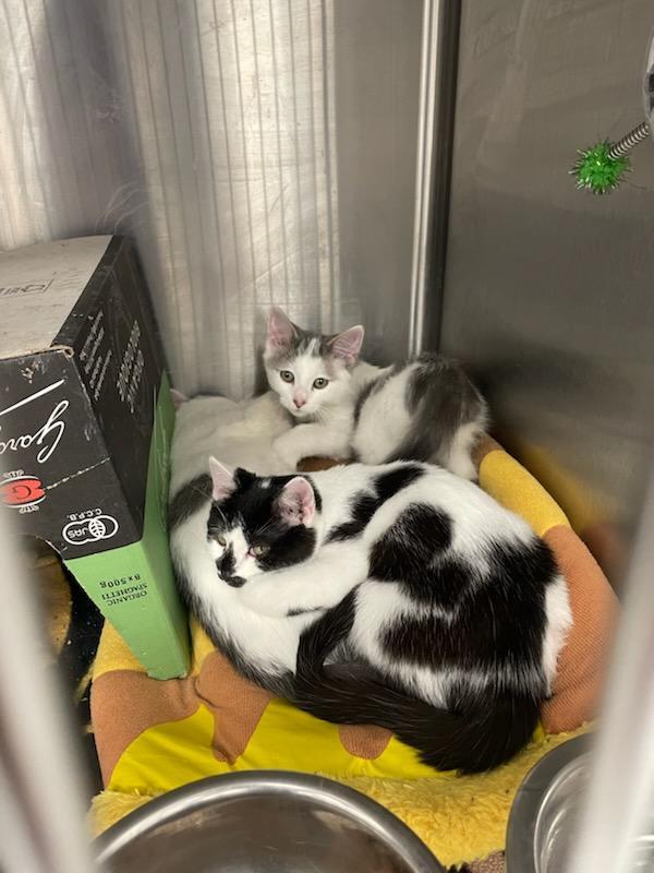 Mortgage Bill, a Adopted Domestic Medium Hair in Madison, WI image 3/5