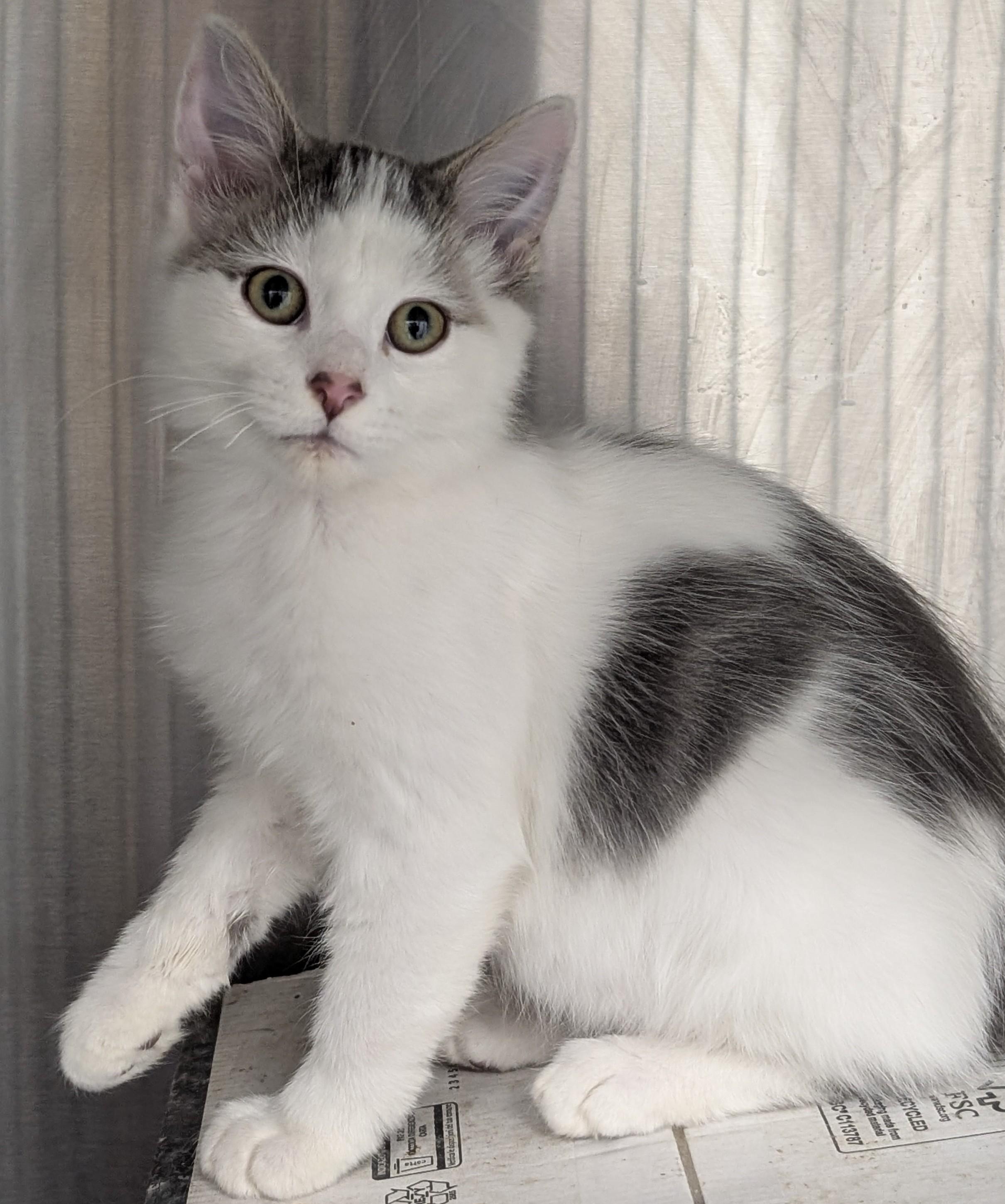 Mortgage Bill, a Adopted Domestic Medium Hair in Madison, WI image 5/5