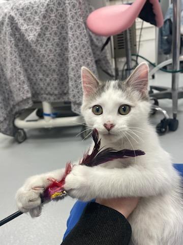 Mortgage Bill, a Adopted Domestic Medium Hair in Madison, WI image 4/5