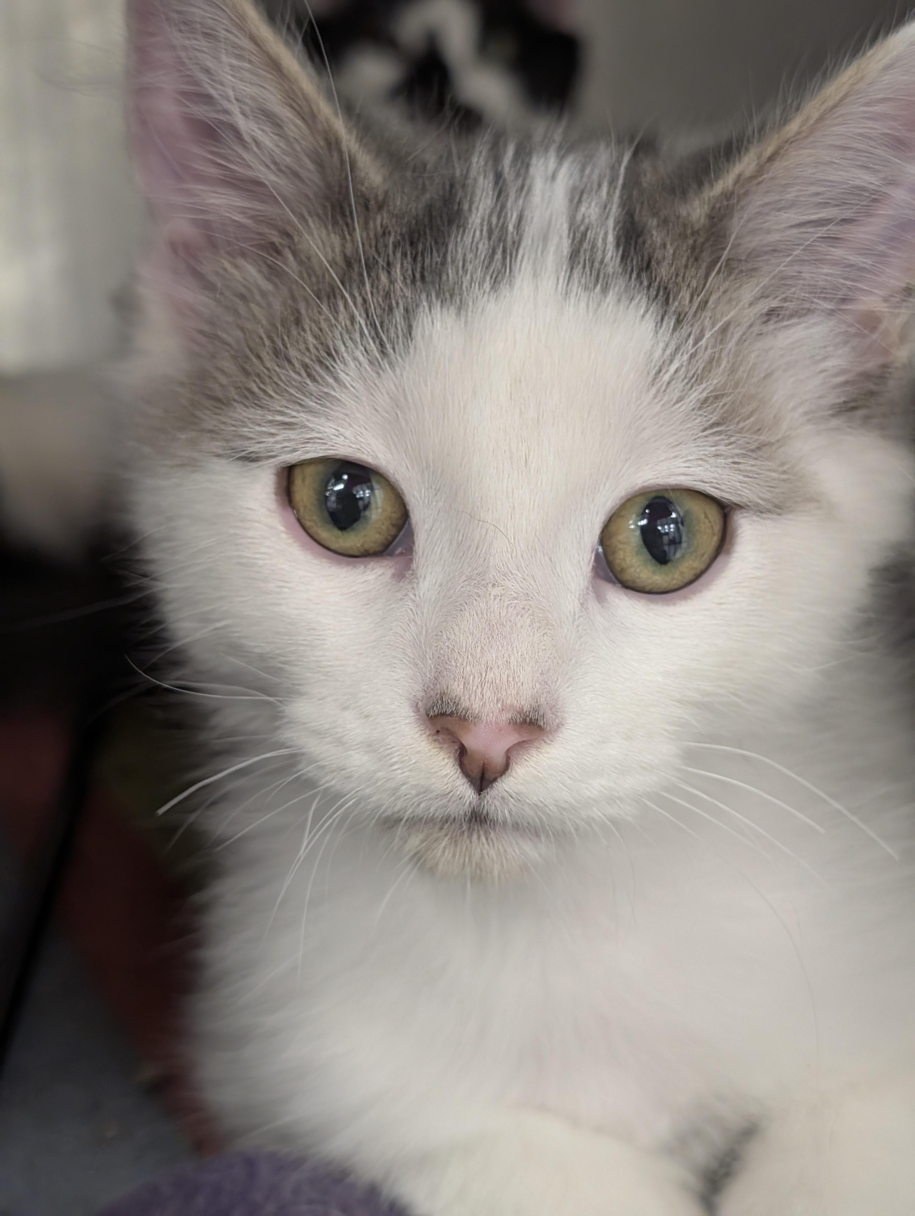 Mortgage Bill, a Adopted Domestic Medium Hair in Madison, WI image 1/5