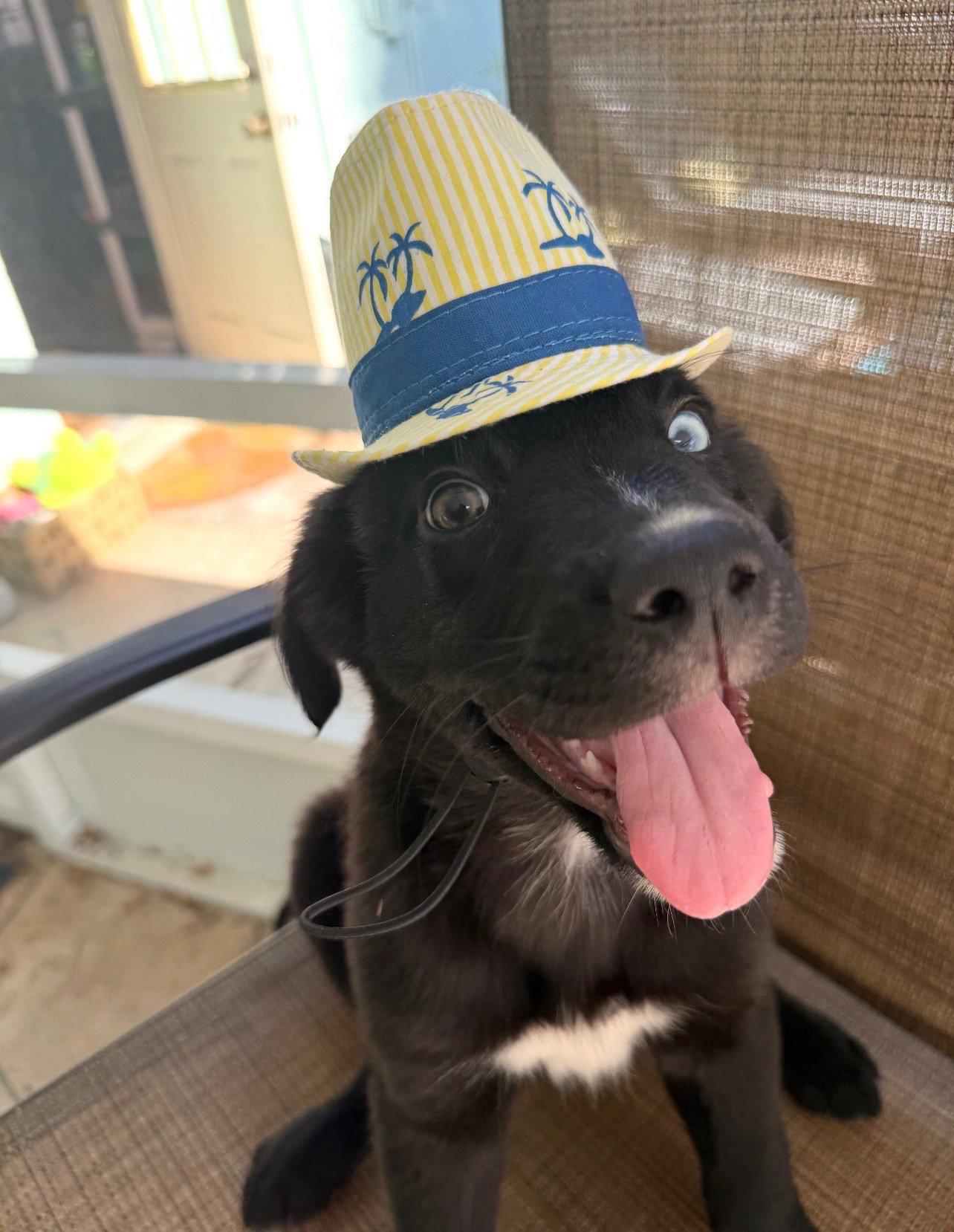 Bowie, Adopted, Puppy Male Border Collie.