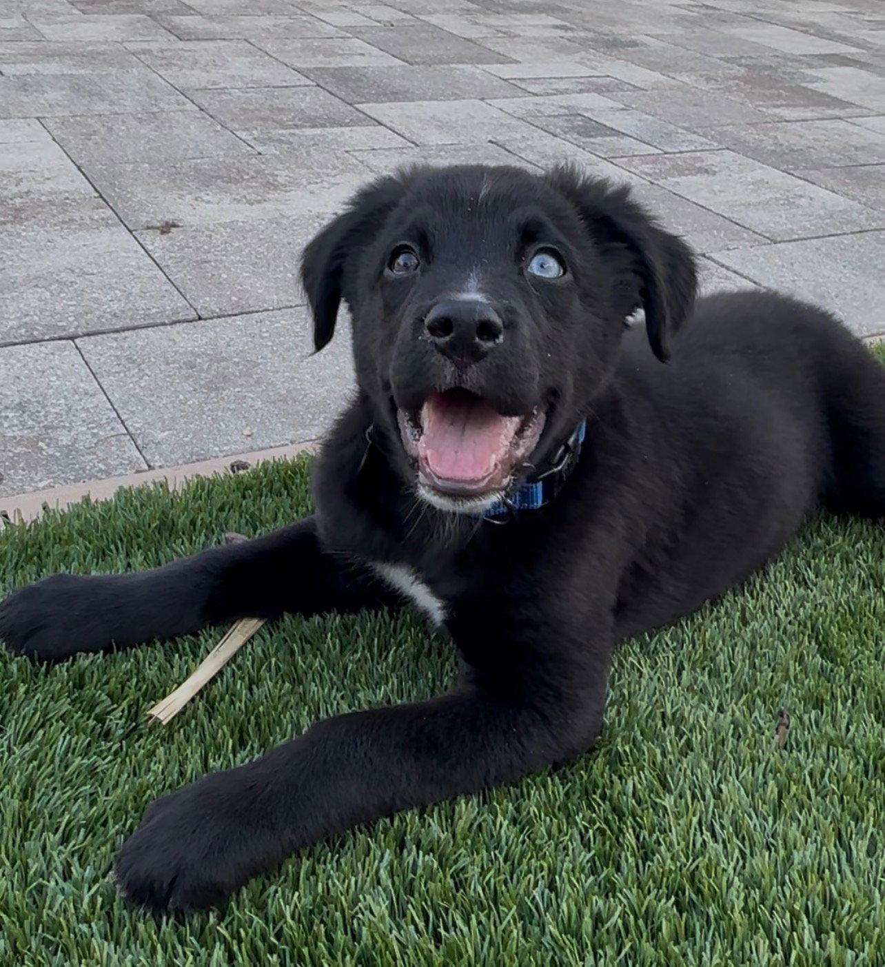 Enlarge Bowie, a Adopted Border Collie in Winter Park, FL image 2/3