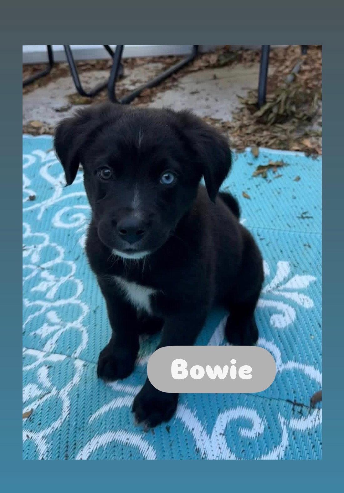 Enlarge Bowie, a Adopted Border Collie in Winter Park, FL image 3/3
