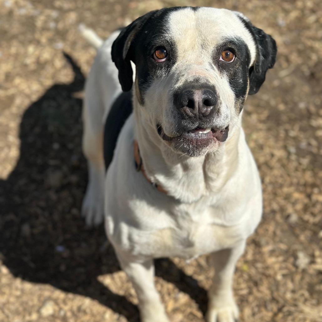 Andouille, Adoptable, Adult Male Catahoula Leopard Dog & English Bulldog.