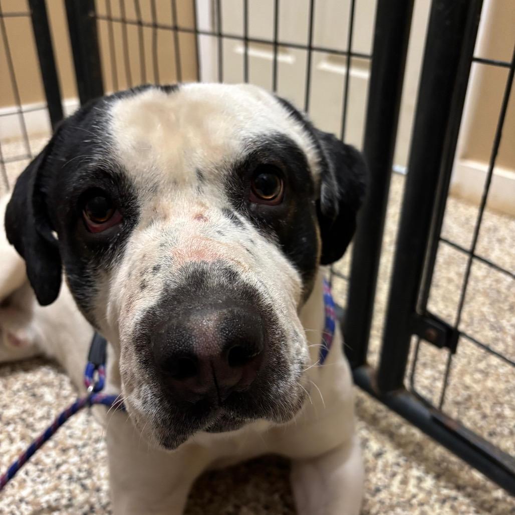Enlarge Andouille, a Adoptable Catahoula Leopard Dog in Tipton, IN image 2/6