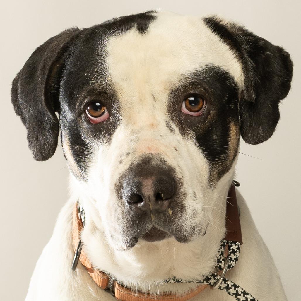 Enlarge Andouille, a Adoptable mixed breed in Tipton, IN image 2/6