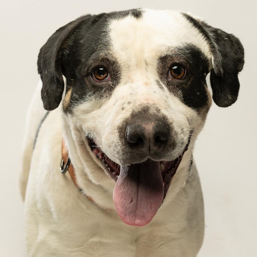 Enlarge Andouille, a Adoptable mixed breed in Tipton, IN image 3/6