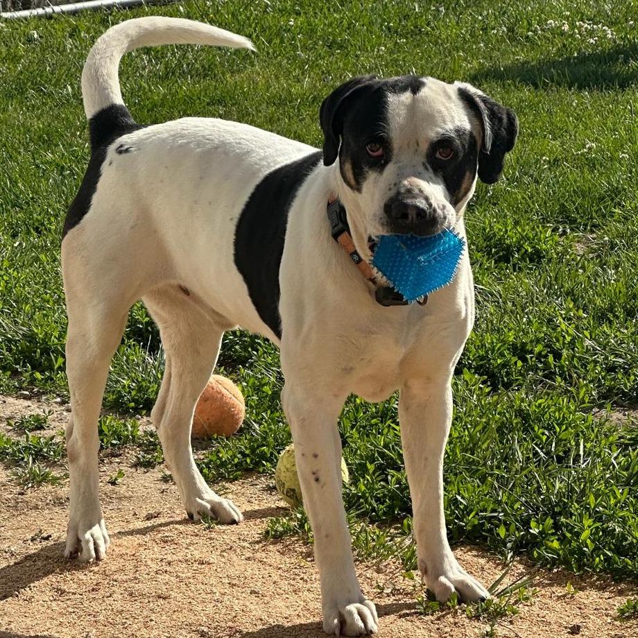 Enlarge Andouille, a Adoptable mixed breed in Tipton, IN image 3/6