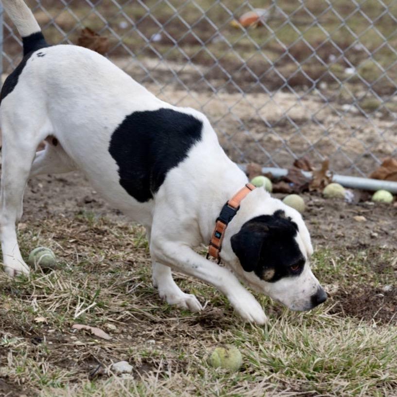 Enlarge Andouille, a Adoptable Catahoula Leopard Dog in Tipton, IN image 3/6