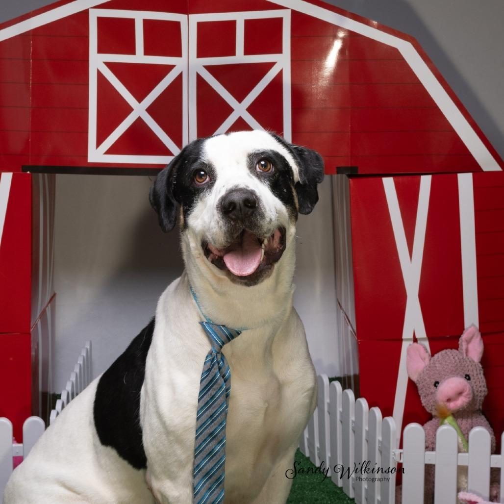 Enlarge Andouille, a Adoptable mixed breed in Tipton, IN image 4/6