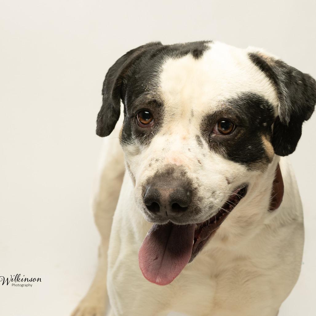 Enlarge Andouille, a Adoptable mixed breed in Tipton, IN image 5/6