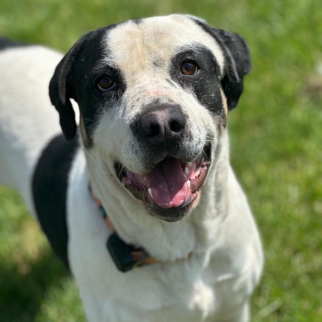 Enlarge Andouille, a Adoptable mixed breed in Tipton, IN image 4/6