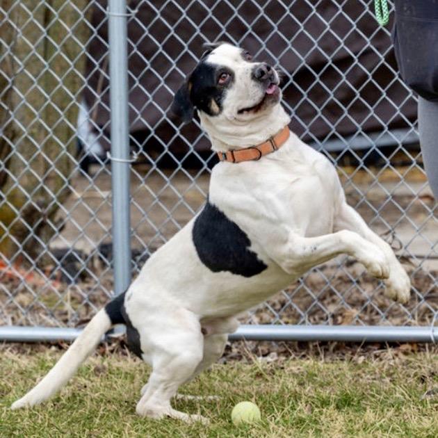 Enlarge Andouille, a Adoptable Catahoula Leopard Dog in Tipton, IN image 4/6