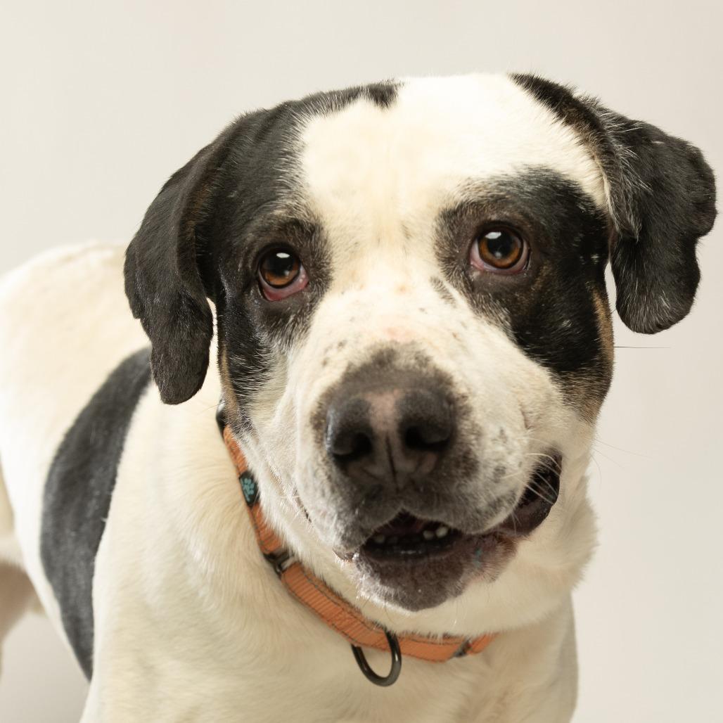Enlarge Andouille, a Adoptable mixed breed in Tipton, IN image 6/6