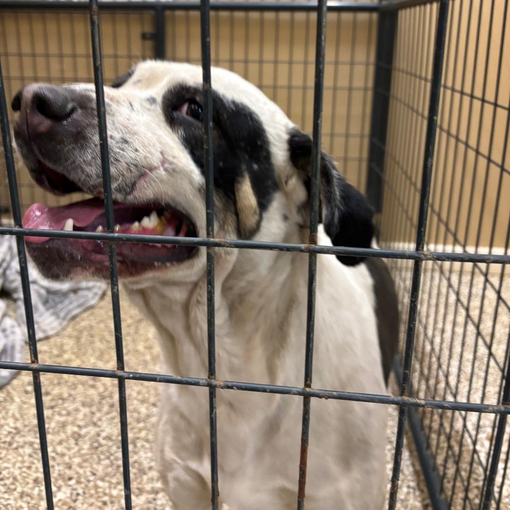 Enlarge Andouille, a Adoptable Catahoula Leopard Dog in Tipton, IN image 5/6