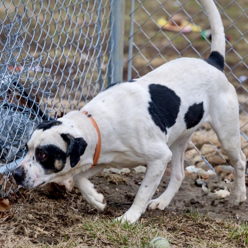 Enlarge Andouille, a Adoptable Catahoula Leopard Dog in Tipton, IN image 6/6