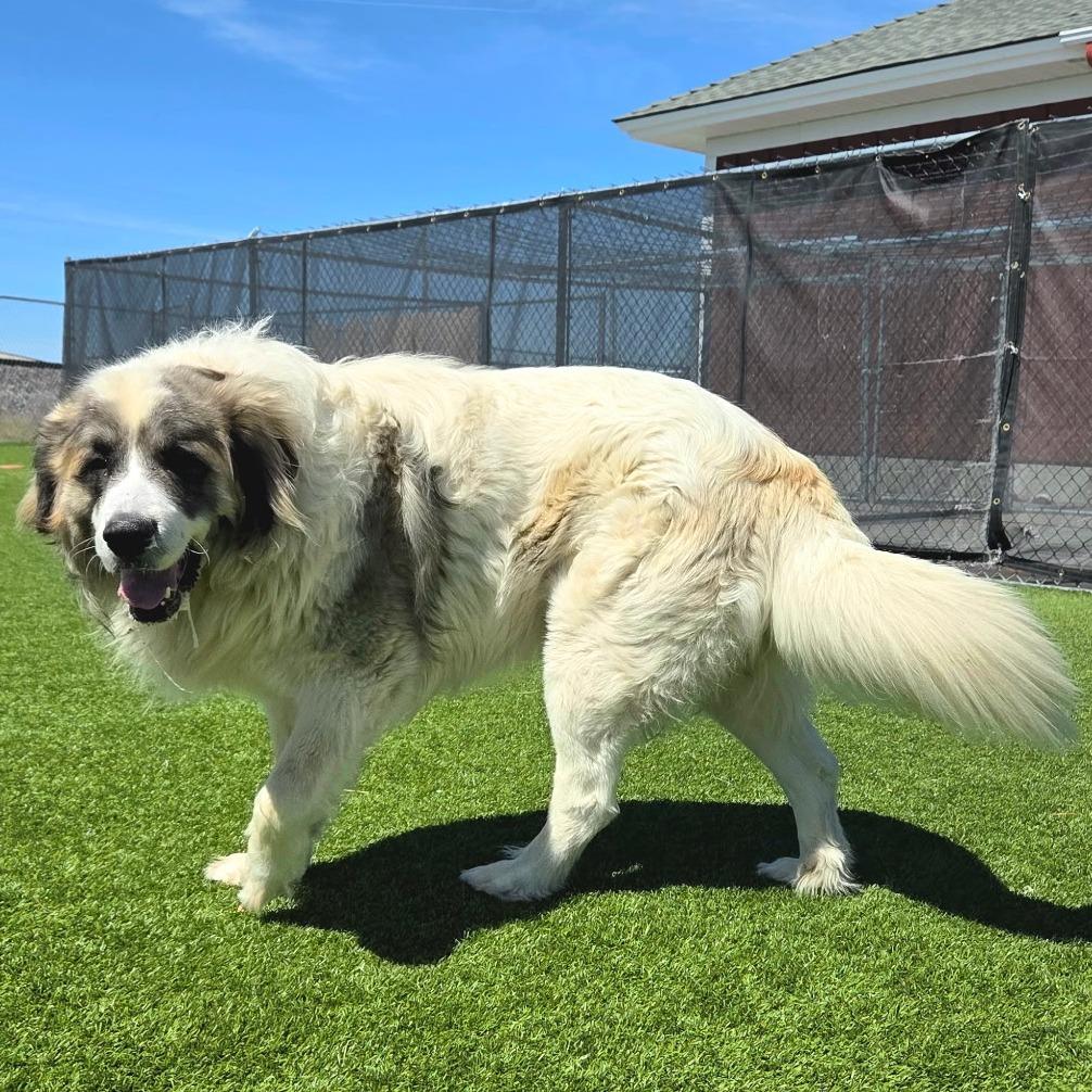Norm, Adoptable, Adult Male Great Pyrenees & Mastiff.