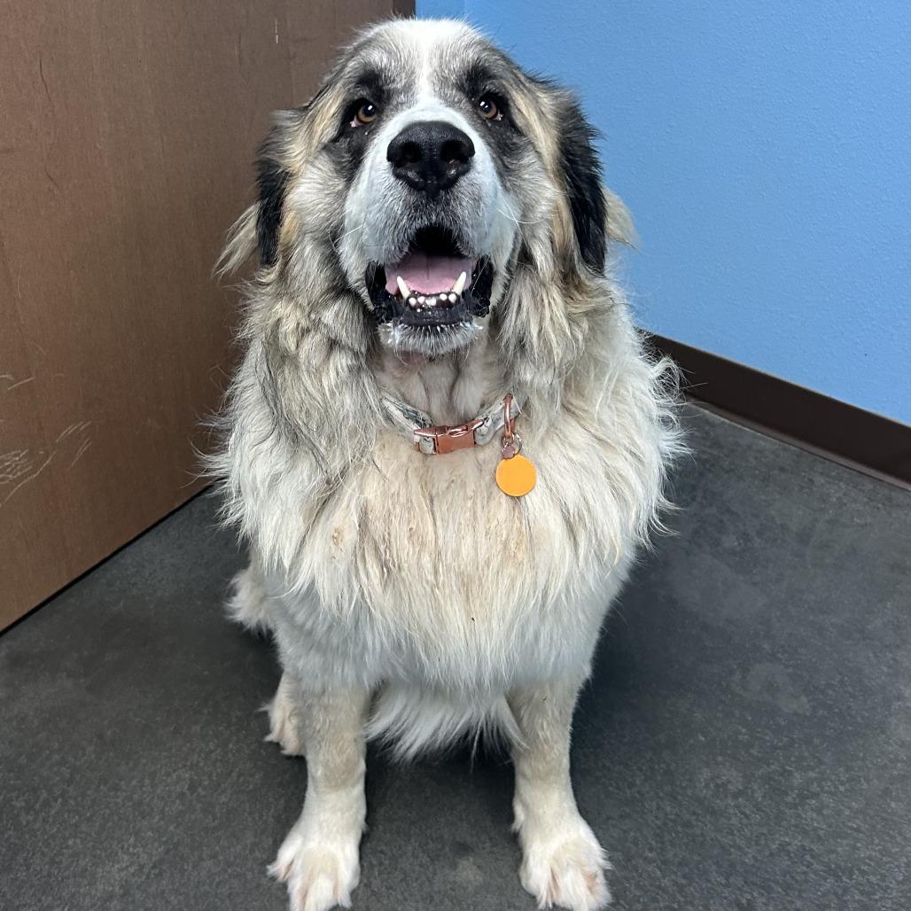 Enlarge Norm, a Adoptable mixed breed in Idaho Falls, ID image 2/6