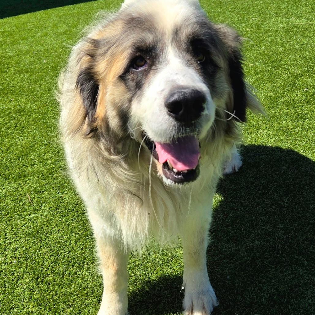 Enlarge Norm, a Adoptable mixed breed in Idaho Falls, ID image 4/6