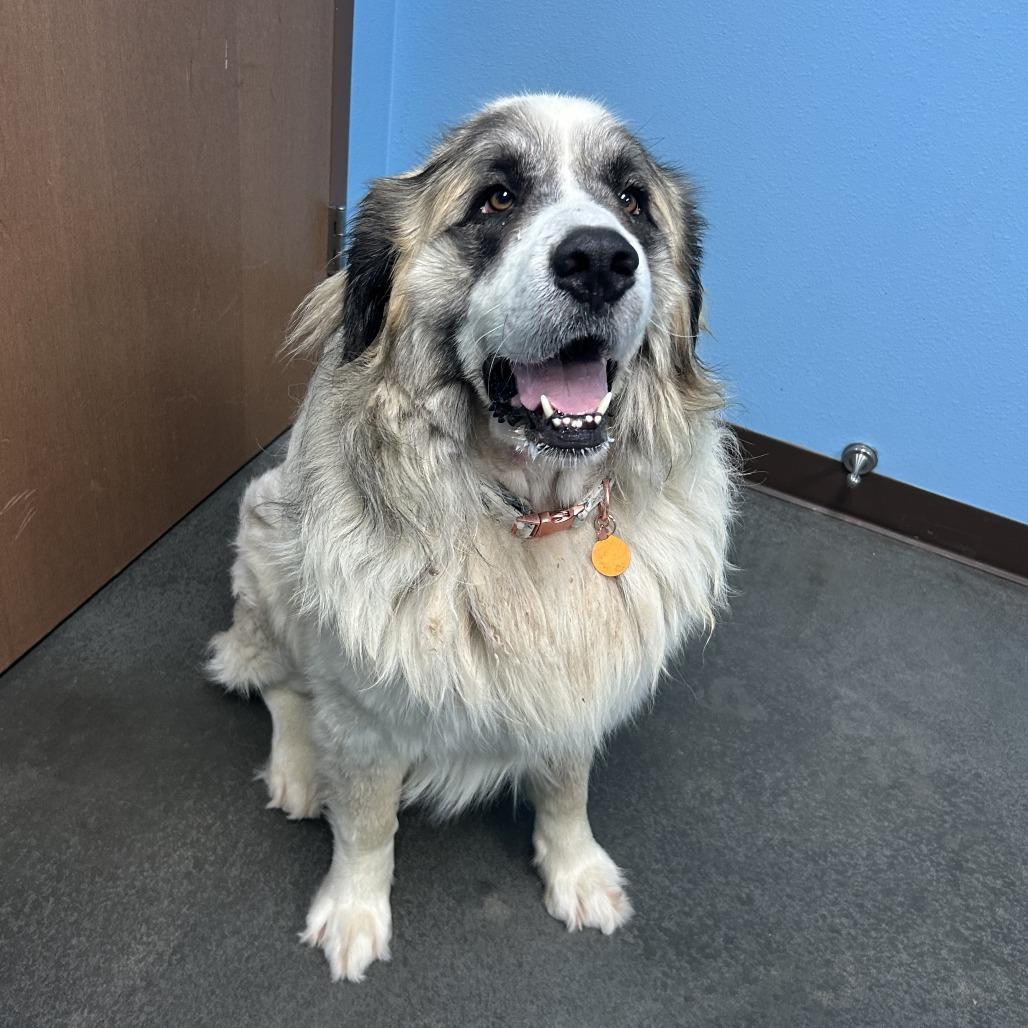 Enlarge Norm, a Adoptable mixed breed in Idaho Falls, ID image 6/6