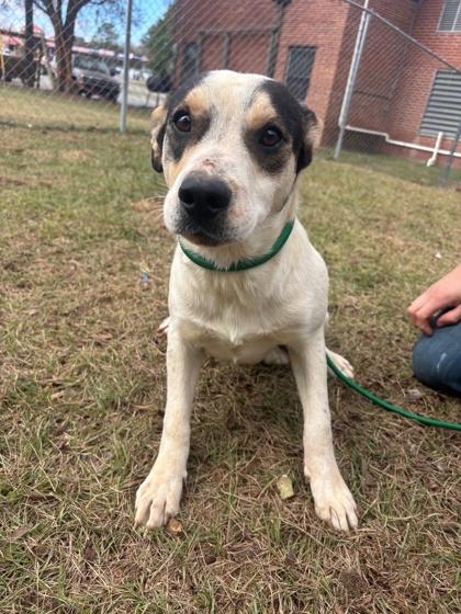 Farkas, a Adoptable mixed breed in Moultrie, GA image 1/2