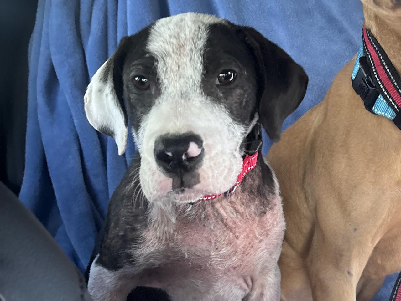 Enlarge Bella , an adopted mixed breed in tampa, FL image 3/3