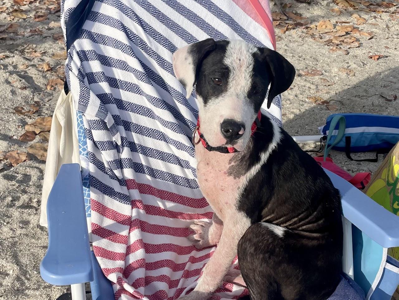 Enlarge Bella , an adopted mixed breed in tampa, FL image 1/3