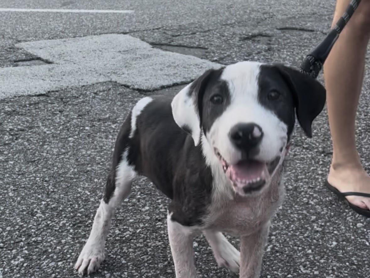 Enlarge Bella , an adopted mixed breed in tampa, FL image 2/3