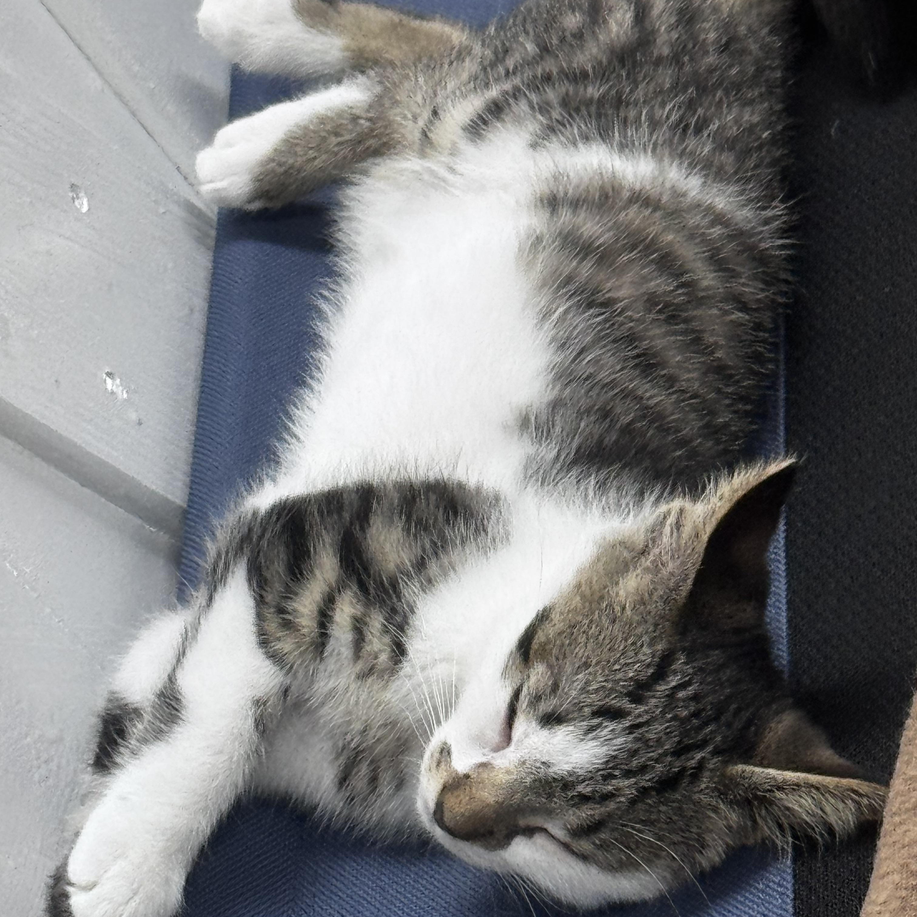 Zeke, a ADOPTABLE Domestic Short Hair in Pottsville, PA image 5/6