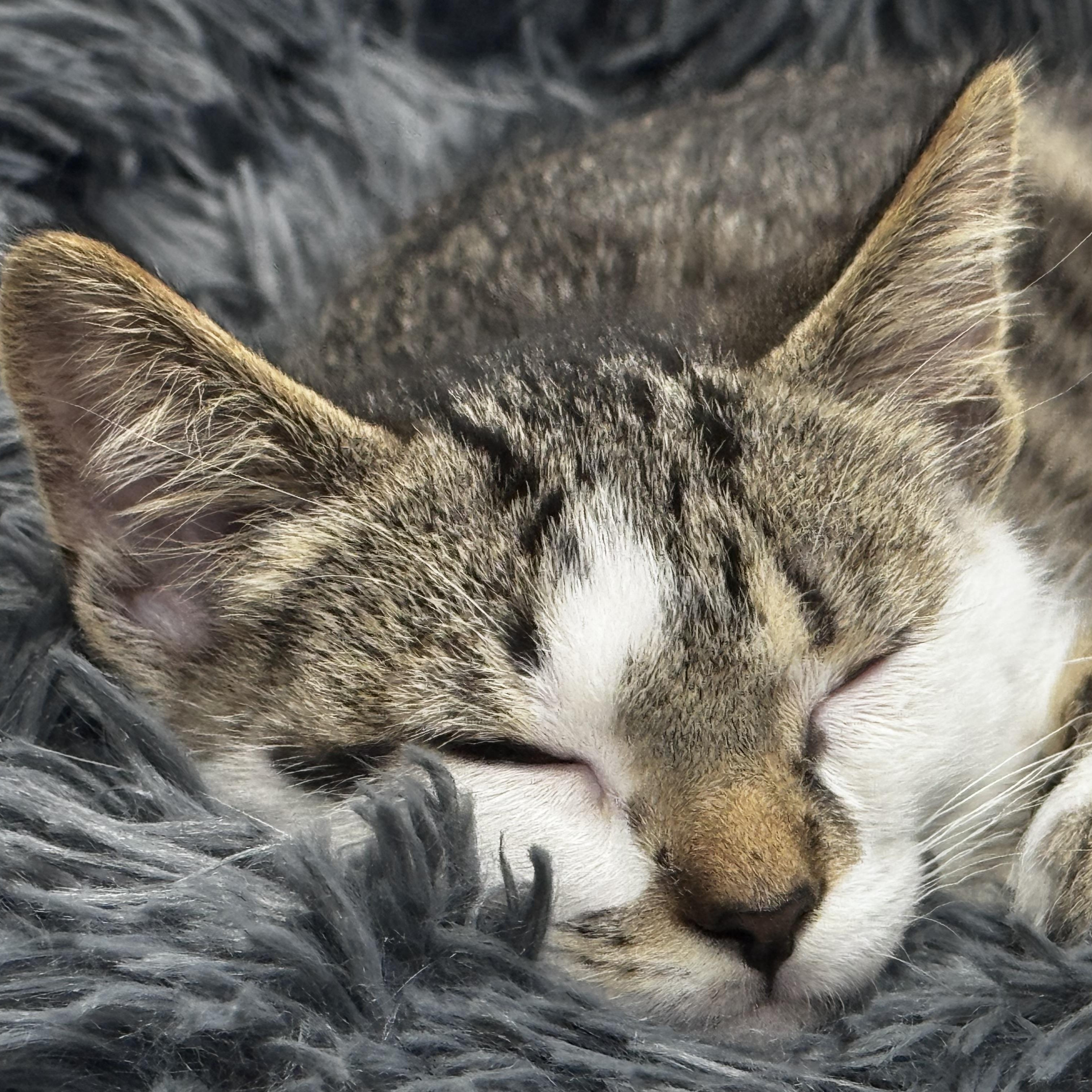 Zeke, a ADOPTABLE Domestic Short Hair in Pottsville, PA image 3/6